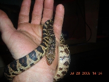 Ike ,male la pine