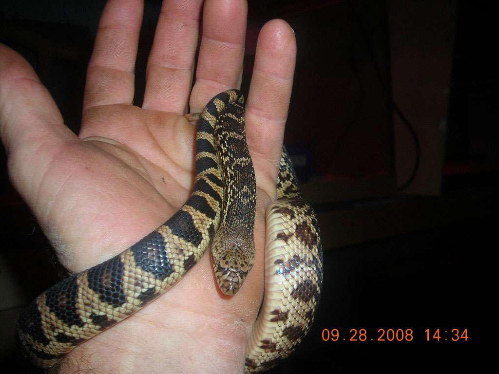 Ike ,male la pine