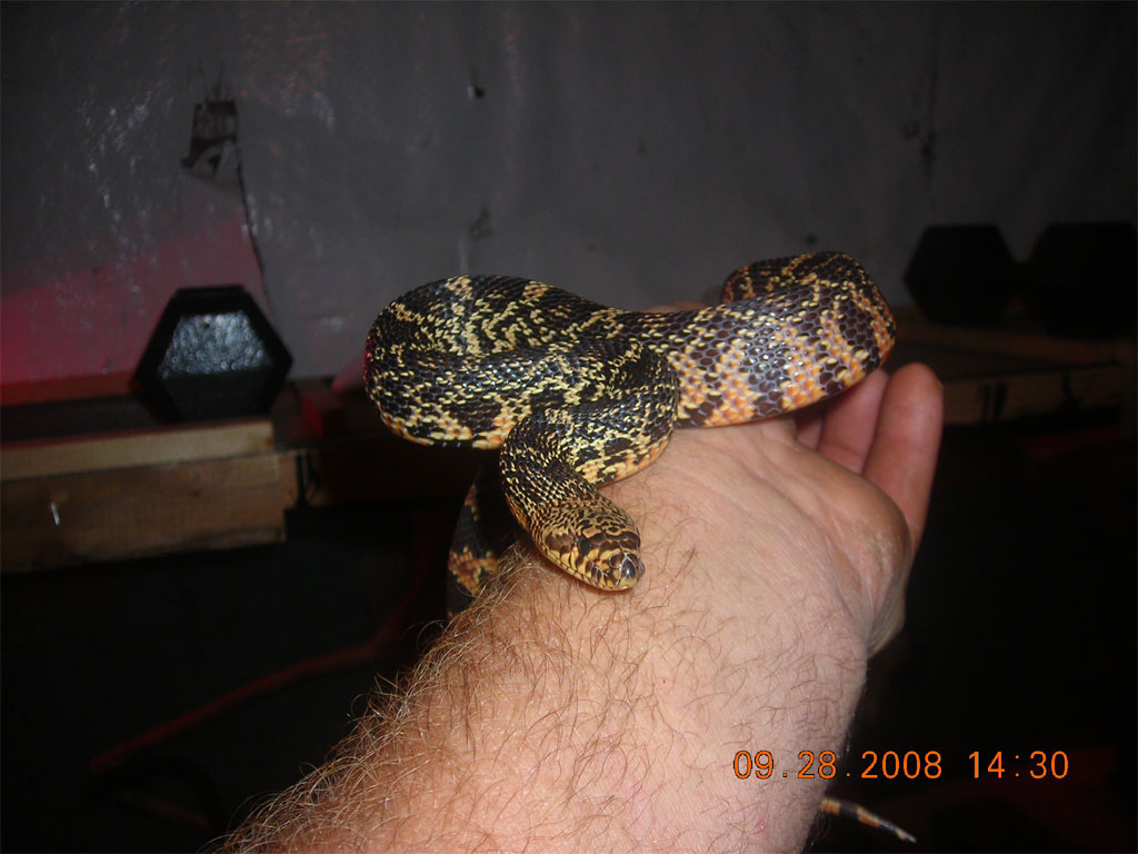 Katrina, female la pine