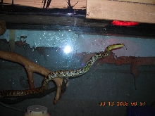 taiwan at 1 yr