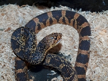 female la pine