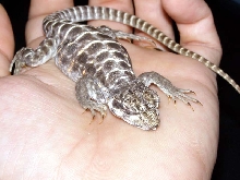 leopard lizard 1
