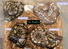 CLutch 16 glow and siblings after hatch