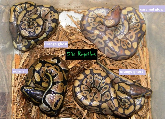 CLutch 16 glow and siblings after hatch