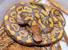 My female caramel glow after 1st shed 2010