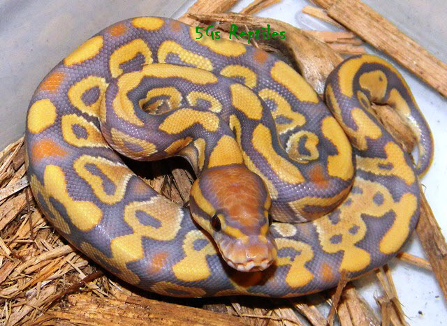 My female caramel glow after 1st shed 2010