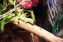 Mealworm meet hungry Green Anole