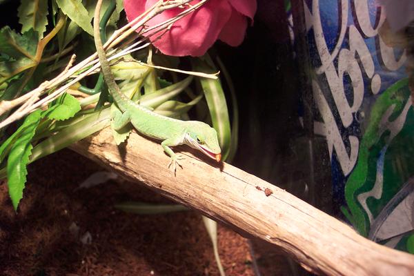 Mealworm meet hungry Green Anole