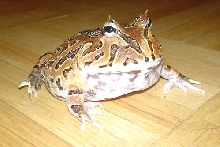 another pic