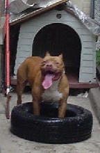 bo