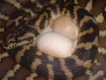 Irian Jaya Carpet on eggs