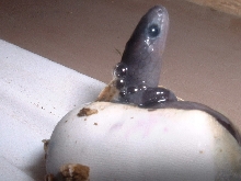 Hatchling black Thayeri