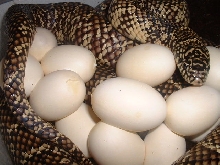 Florida king laying eggs