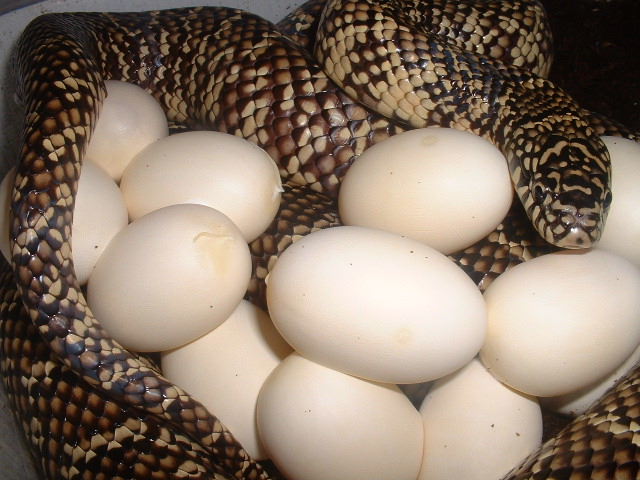 Florida king laying eggs