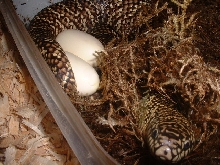 Florida King layin
