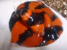 Hatchling Hondo
