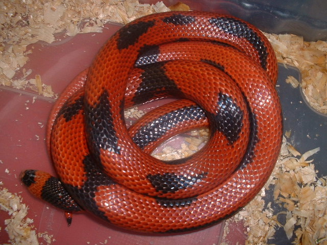 Honduran male