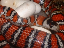 L.p.knoblochi  layin eggs