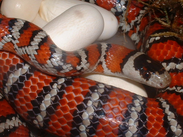 L.p.knoblochi  layin eggs