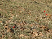 3 Male Crots