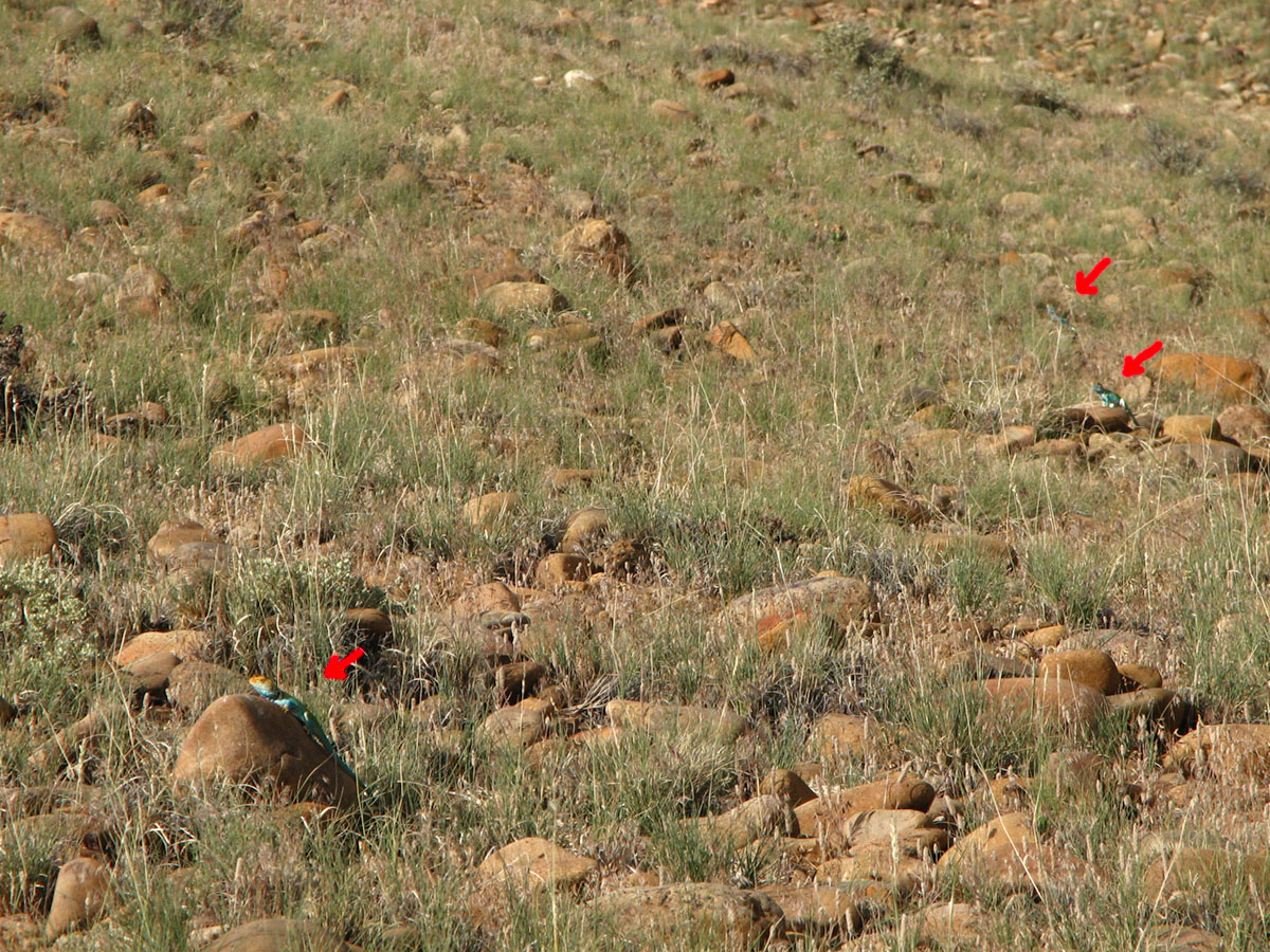 3 Male Crots