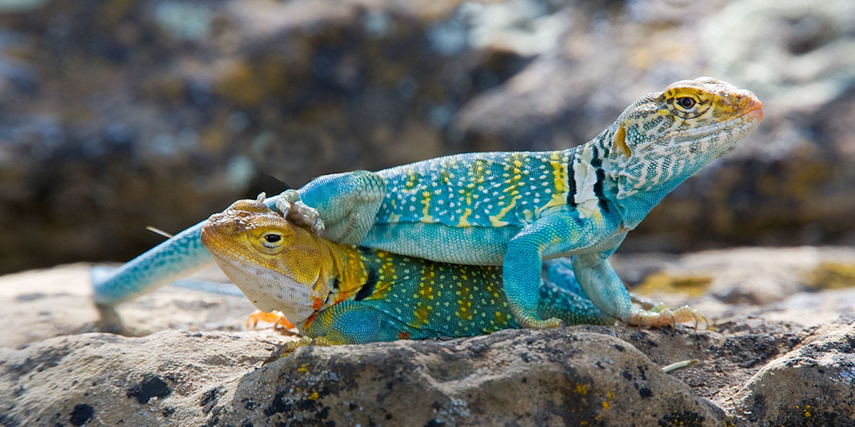 Courting Pair