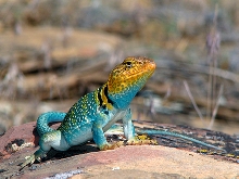 Dryside Collared