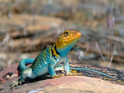 Dryside Collared
