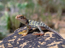 Hatchling collaris