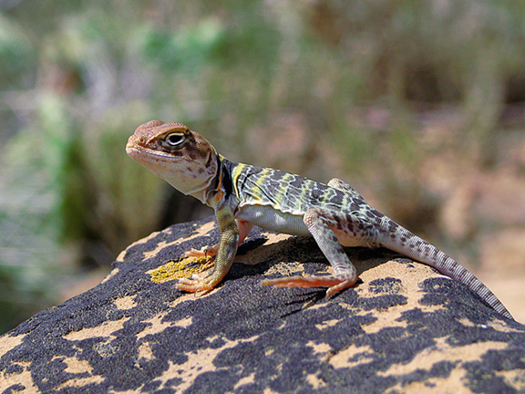 Hatchling collaris