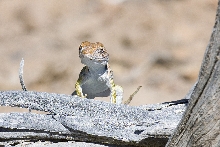 Dryside baby #1