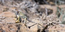 Dryside baby #2