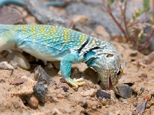 Eating Sand
