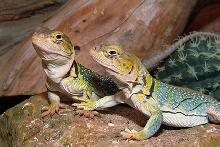 Pair of Females from SE Utah