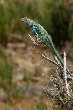 Sagebrush King
