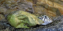 Hatchling collaris