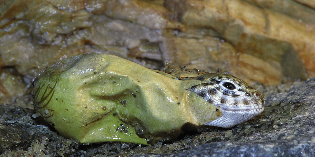 Hatchling collaris