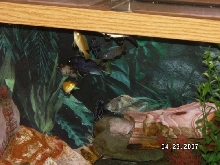 More africans and my silvertip shark