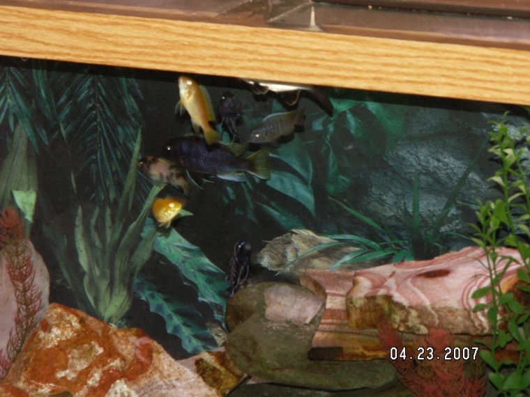 More africans and my silvertip shark