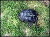 snapper