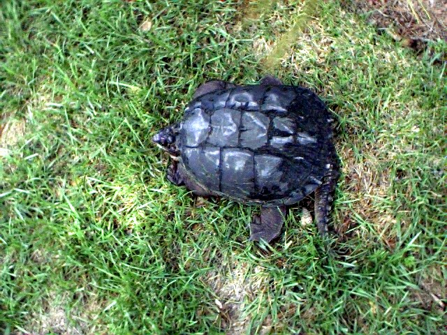 snapper