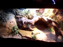 Dragon Cage