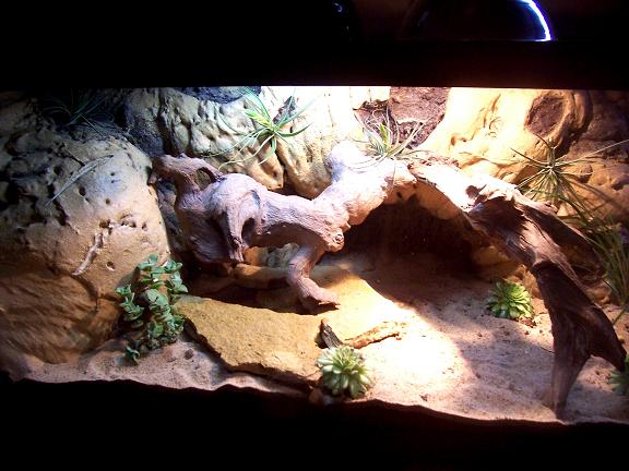 Dragon Cage
