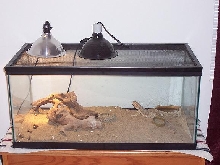Dragon cage