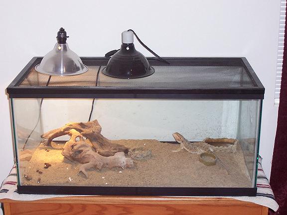 Dragon cage