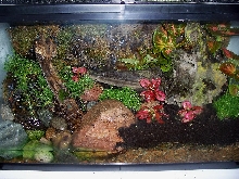 Woodland setup planted