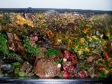 Top view after planting