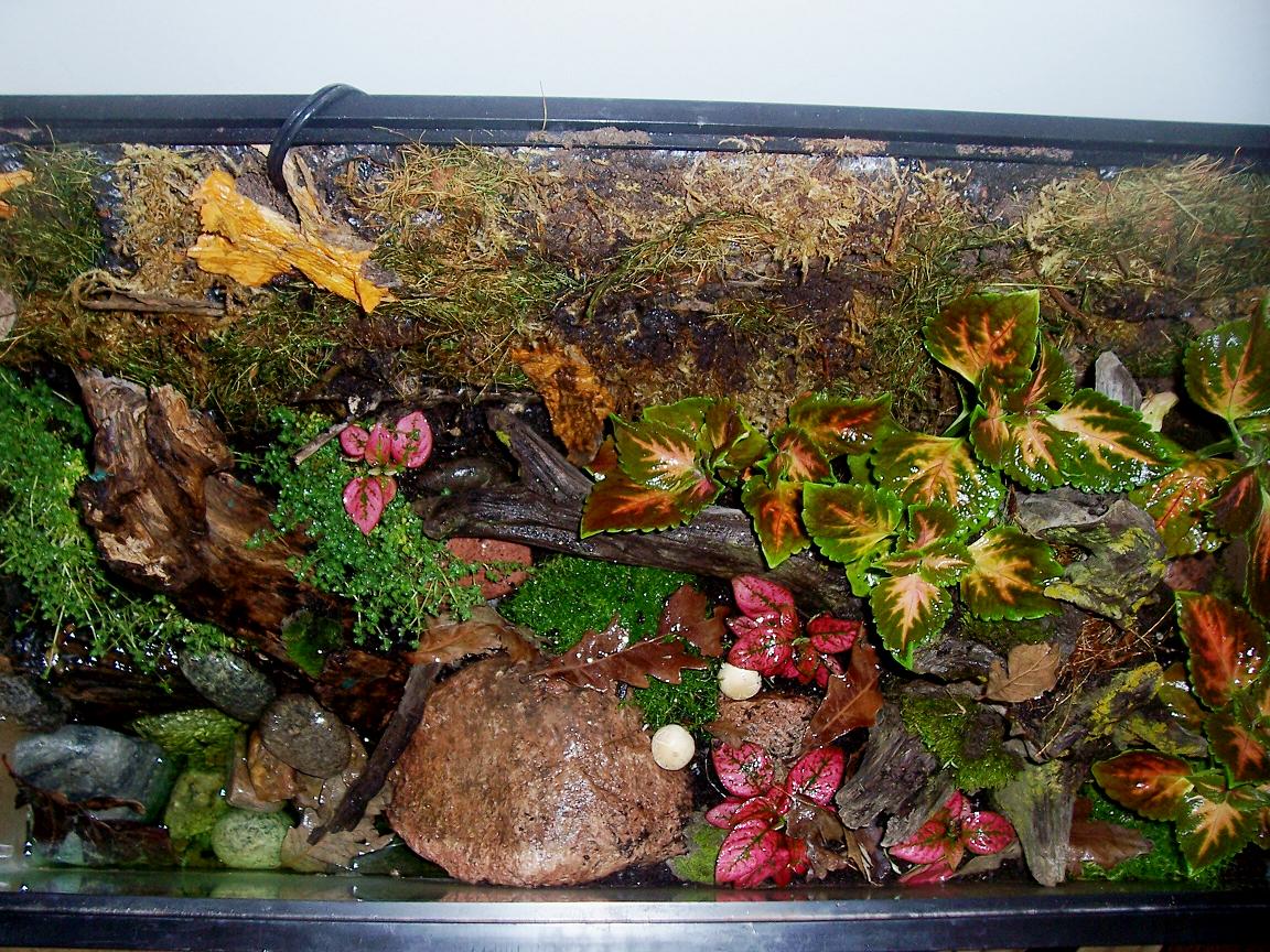 Top view after planting