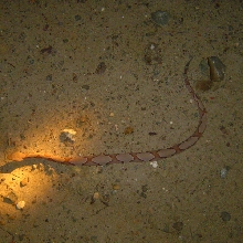Southern copper1