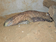 BT/WT breeding